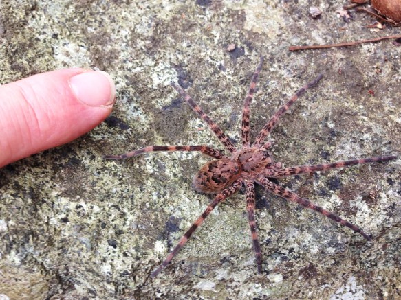 Dolomedes compared to my finger