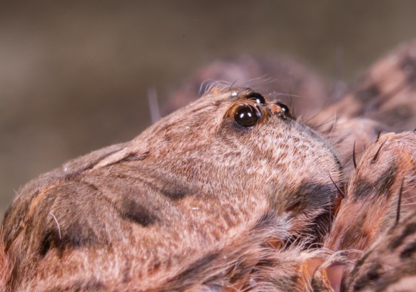 Dolomedes side view