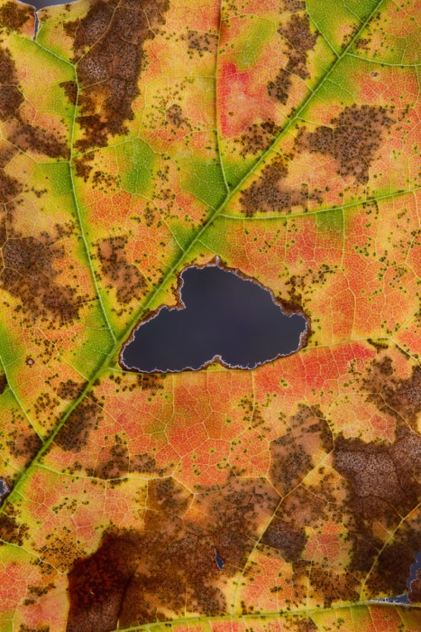 Fall maple leaf close up