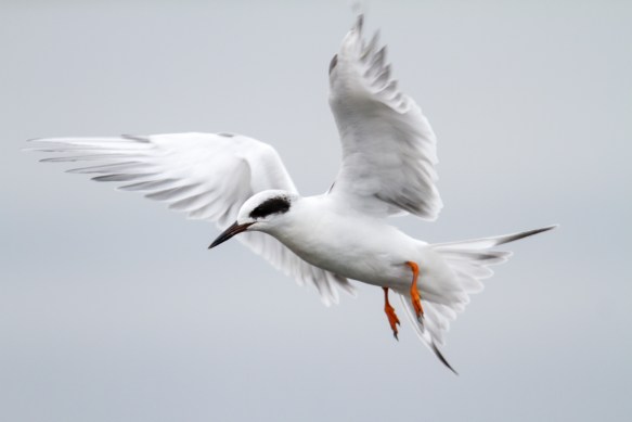 Forster's tern landing