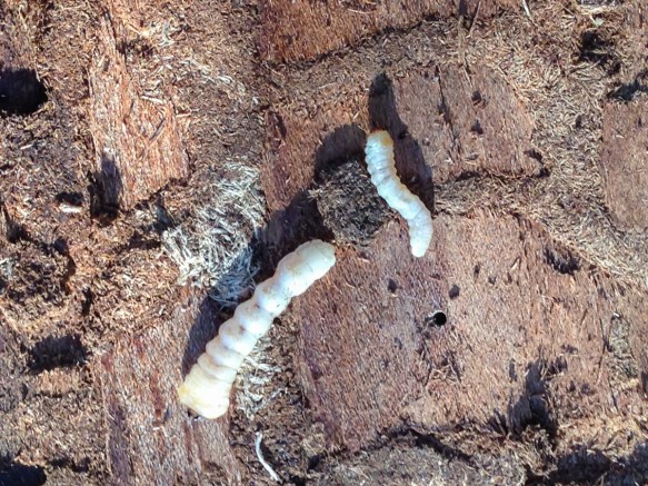 Grubs being eaten by bear