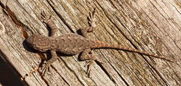 Juvenile Eastern Fence Lizard
