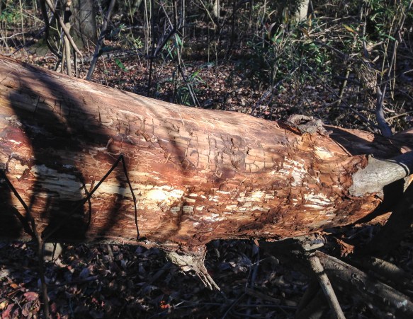Log with stripped bark