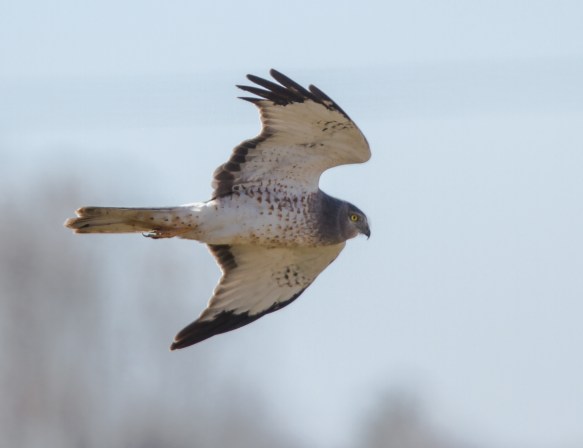 Male Northern Harrier