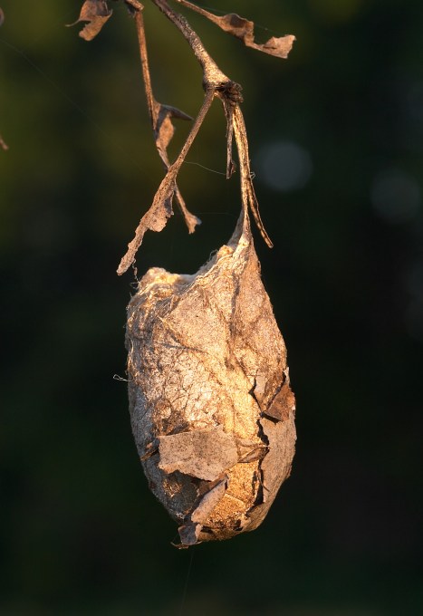 polyphemus cocoon