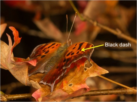 qadult question mark