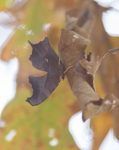 question Mark - wings folded winter form 2