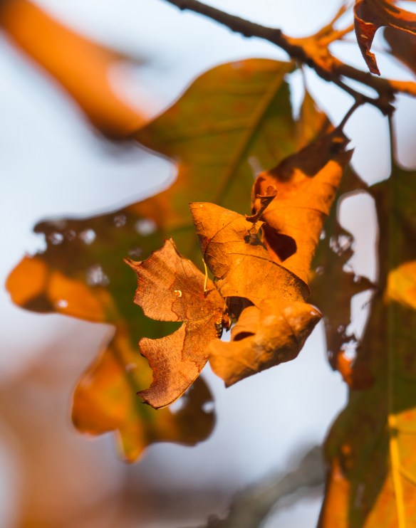 Question Mark - wings folded winter form