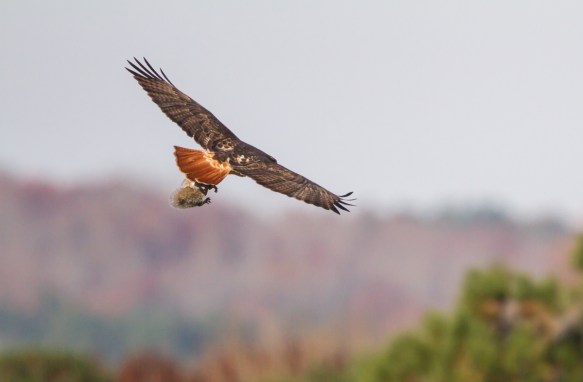 Red-tailed Hawk with squirrel 1