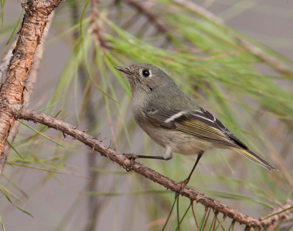 Ruby-crowned Kinglet