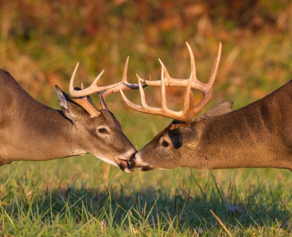 Two bucks talking it over