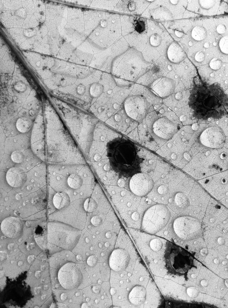 water drops on poplar leaf on ground