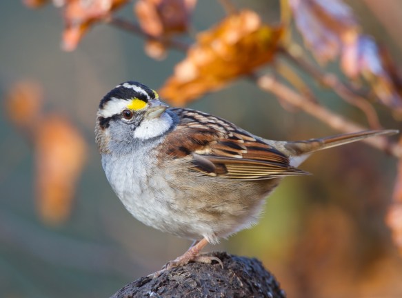 White-throated Sparrow
