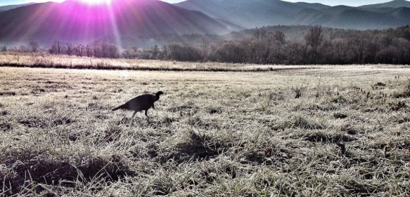 Wild Turkey at sunrise
