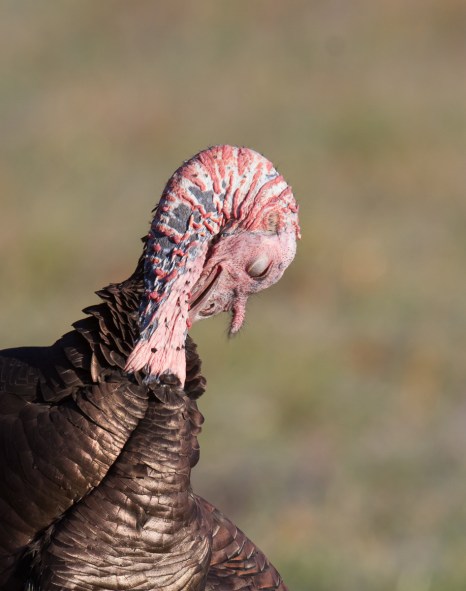 Wild Turkey head close up preening