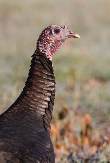 Wild Turkey head close upg