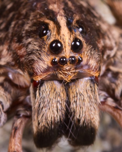 Wolf spider front view