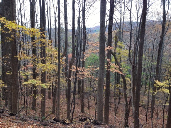 Wooded slope in Smokies 1