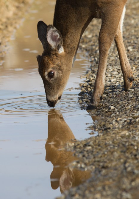 Young buck drinking water