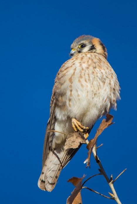 American Kestrel