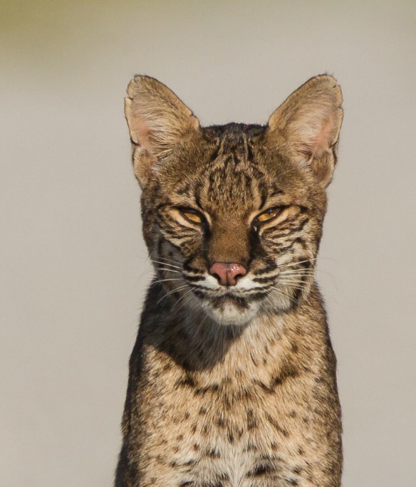 Bobcat sitting 1