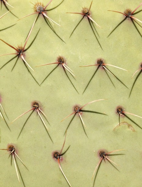 Cactus spines