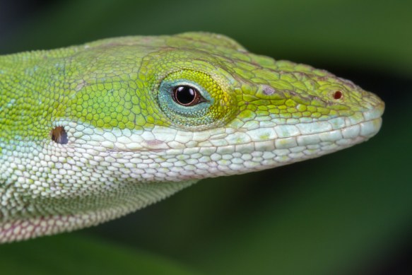 Carolina Anole head Apr