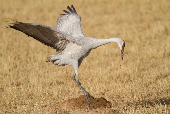 Crane probing dirt mound