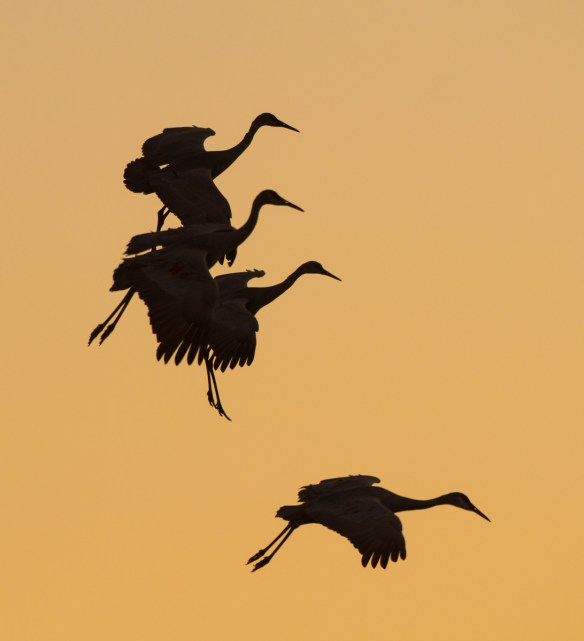 Cranes dropping into pond at sunset