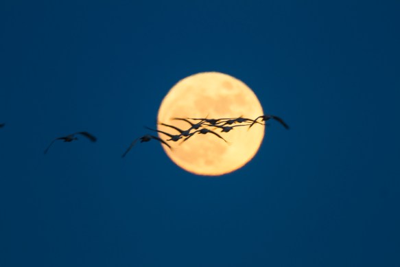 Cranes flying across moon