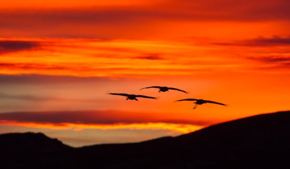 Cranes flying in fiery sunset