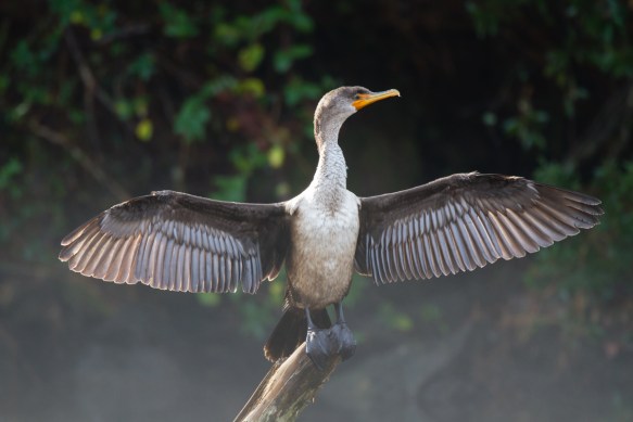 DC Cormorant wings outstretched