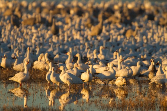 Early morning on Crane Pond