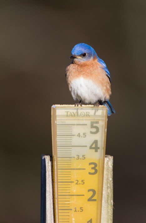 Eastern Bluebird male