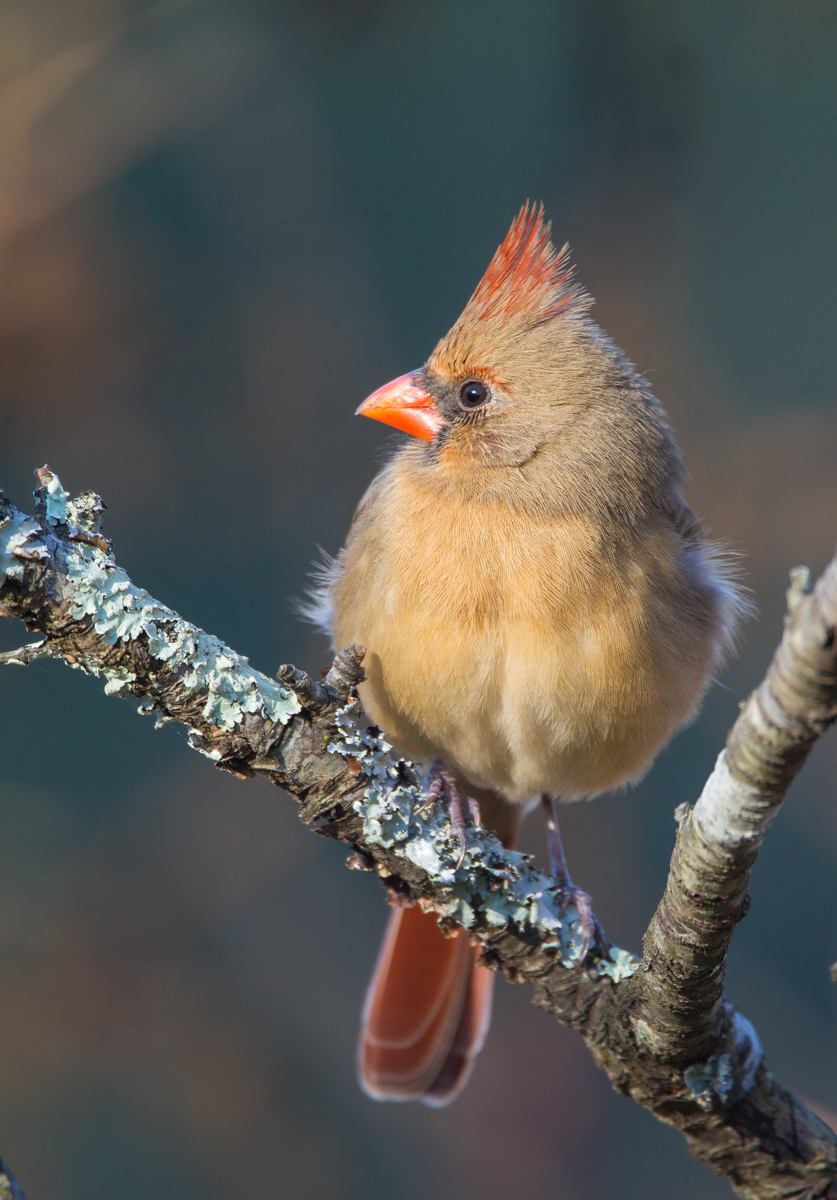Female Cardinal 1