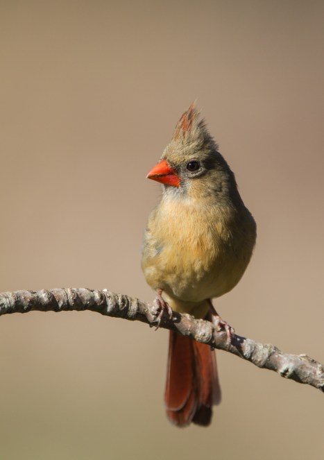 Female Cardinal 2