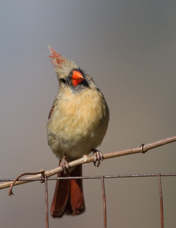 Female Cardinal on grape vine