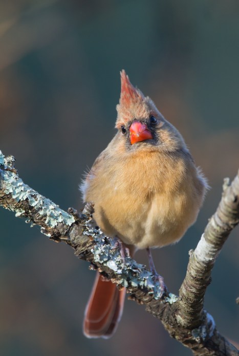 Female Cardinal