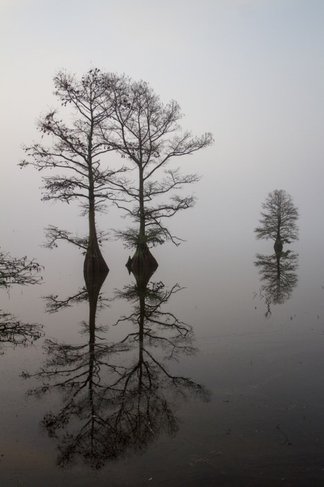 Foggy sunrise on Lake Mattamuskeet
