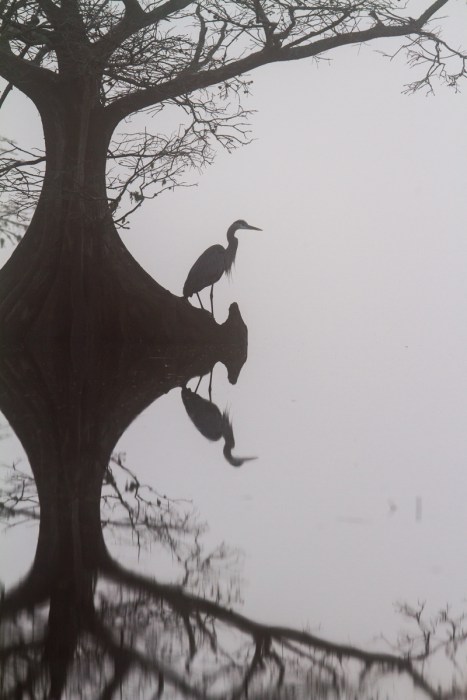 Great Blue Heron on foggy morning at Mattamuskeet