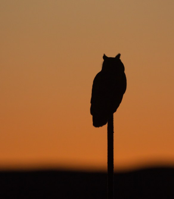 Great Horned Owl at sunrise