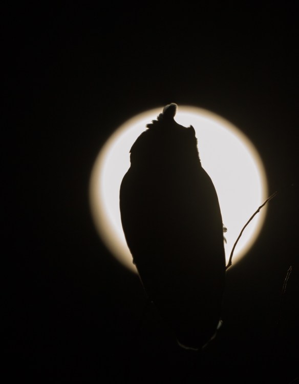 Great Horned Owl silhouette against full moon