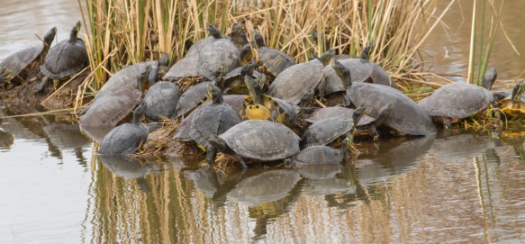 Herd of turtles