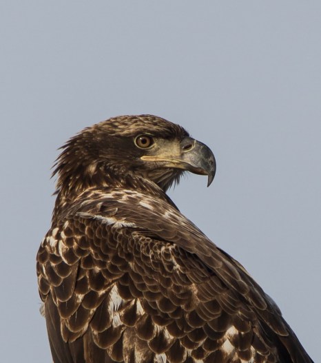 Immature Bald Eagle close up