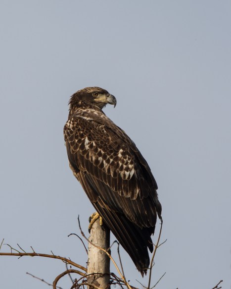 Immature Bald Eagle