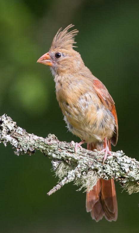 Immature or molting female cardinal