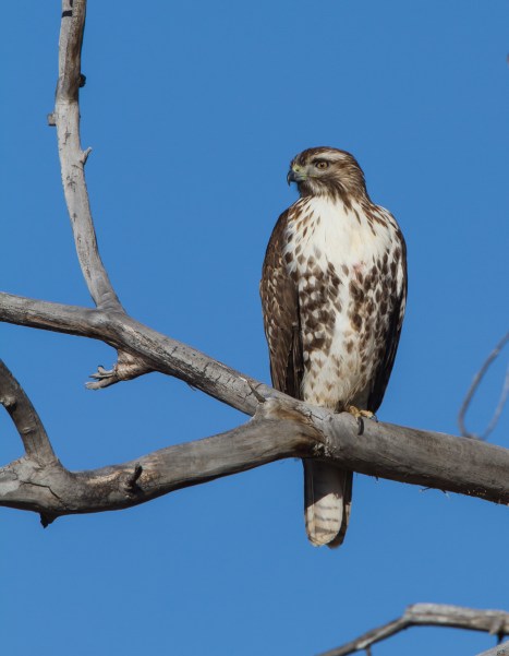 Juvenile Red-tailed Hawk