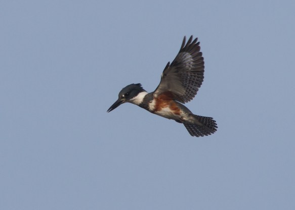 Kingfisher hovering