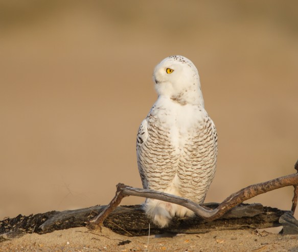 Looking intently at something