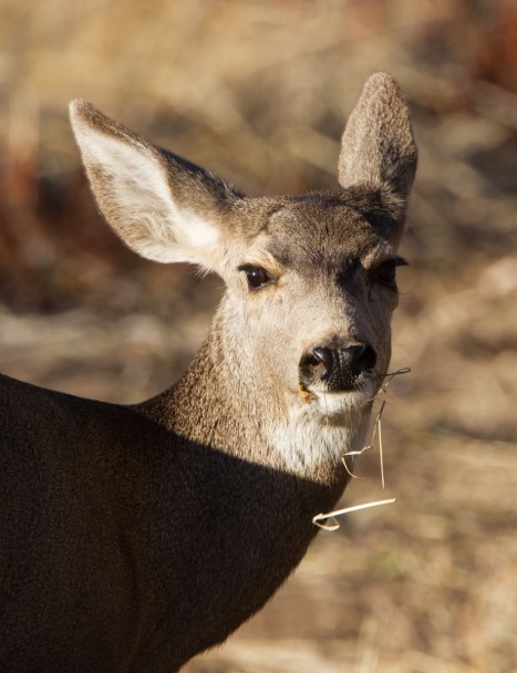 Mule Deer